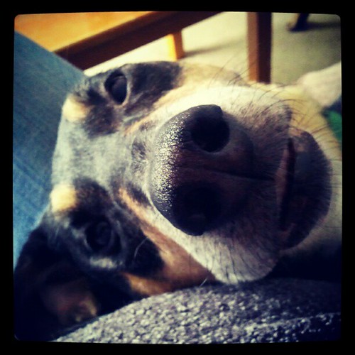 Cuddly, Smiley LapHound... #dogstagram #adoptdontshop #rescue #hound #lapdog #happydog #love