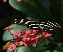 Butterflies of Key West