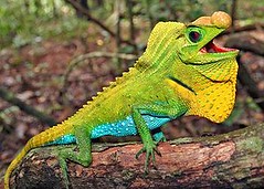 斯里蘭卡特有種琴頭蜥屬的斯里蘭卡琴頭蜥，已被列入IUCN紅皮書的近危種。受到森林砍伐、人類活動導致棲地喪失及寵物市場交易的壓力。（攝影：Ruchira Somaweera；照片提供：IUCN）