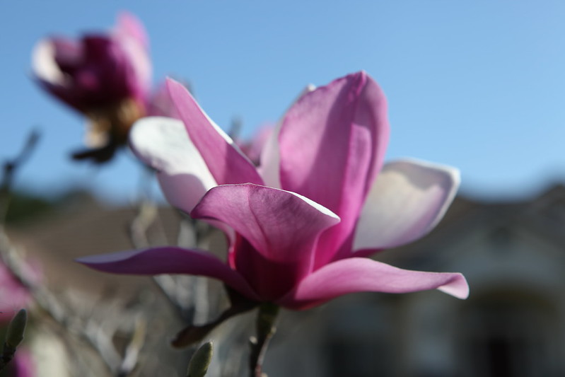 magnolia_25