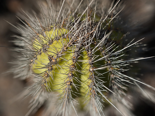 Galapagos Plants: Cacti