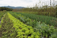 里拔哈農場農民生產的蔬果雜糧已可訂購。