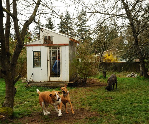 Dogs jostling in the back yard, Rosie, Murray, and the late Elliott, garden shack, Seattle, Washington, USA by Wonderlane