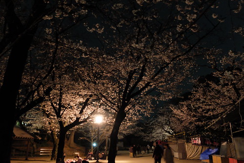 Sakura night viewing at Inohana