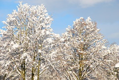 Cardiff Snow December 2010