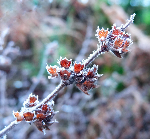 Frost on Plant