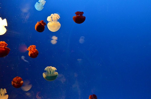 Tiny, Colorful Jellyfish