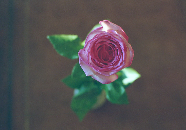 just a simple rose