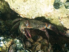 Crab in Pesaro