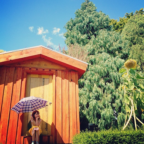 A Little Shelter. || #sunflower #umbrella #cottagegarden