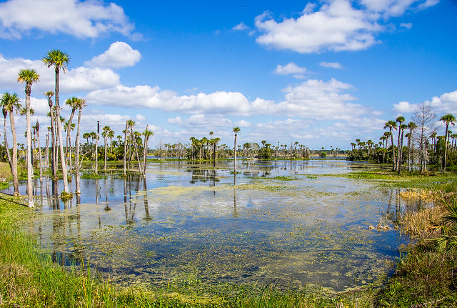wetlands in Orlando, FL