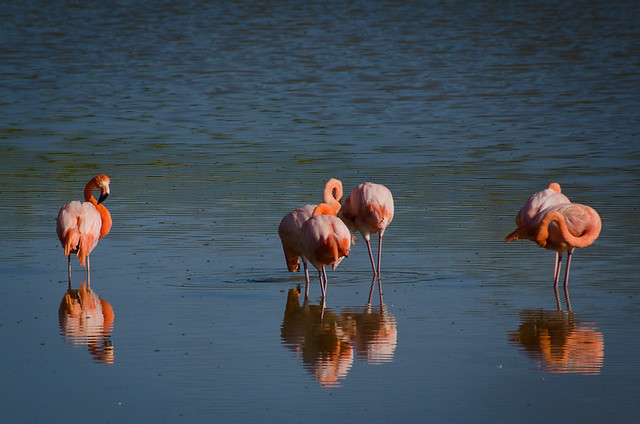 Galapagos Birds: Greater Flamingo