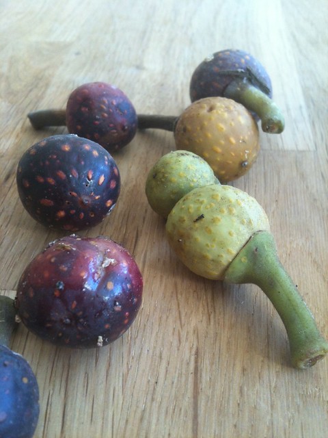 Moreton Bay Fig Fruit