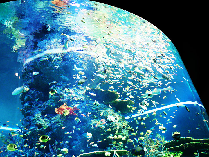 school of fishes S.E.A. Aquarium world’s largest aquarium