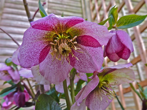 One of Many Hellebores by Irene_A_