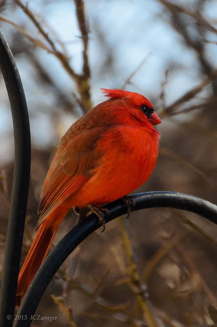 Late March Cardinal 2