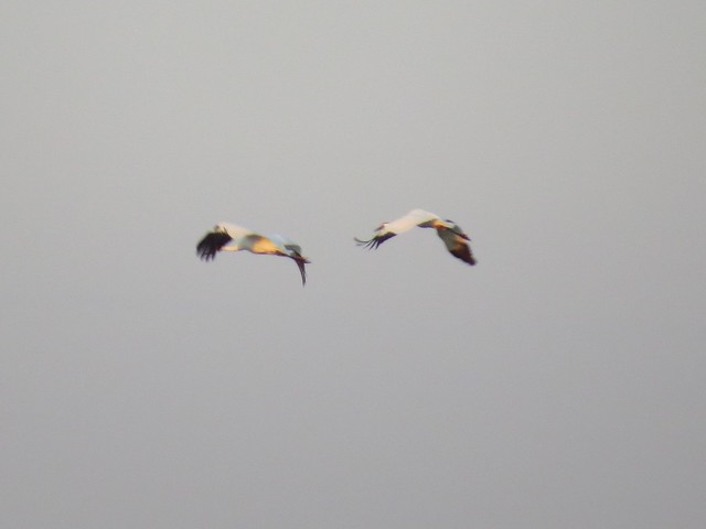 Whooping Cranes at Evergreen Lake in McLean County 01