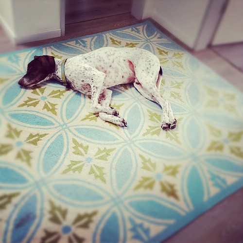 Fell asleep waiting for me :) #germanshorthairpointer #dog #myshadow