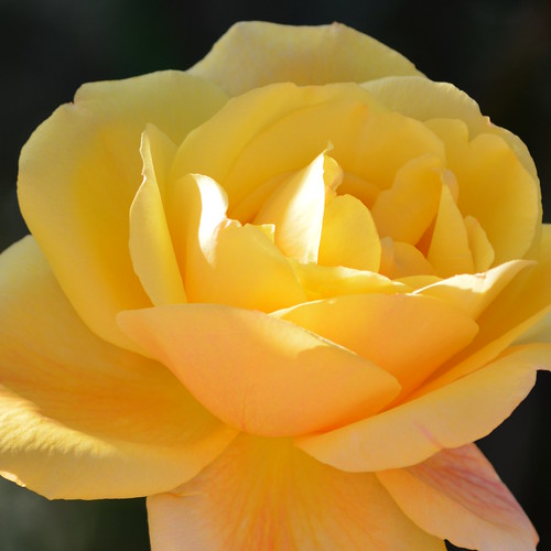 Golden Yellow rose