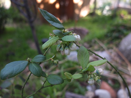 blueberry blossoms