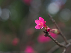 2013 春 櫻花