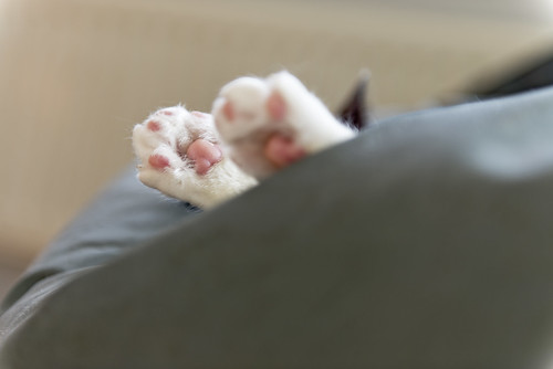 Lazy sunday afternoon - Cat paws by Merlijn Hoek