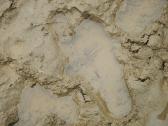 踩泥巴必須赤腳，志工們留下的腳印，尚未被水沖散。
