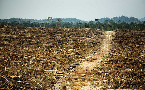 婆羅洲的原始森林被大量砍伐用於棕櫚油貿易。圖片來源：Rainforest Action Network
