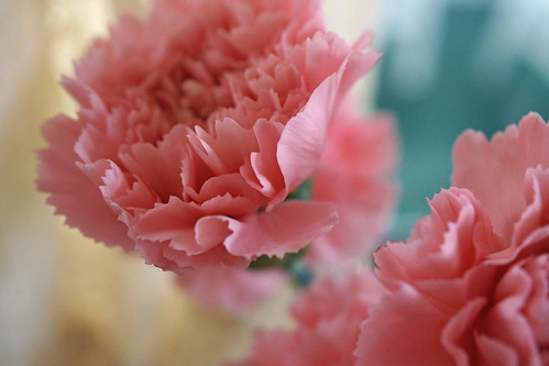 Jelly Bean Carnations