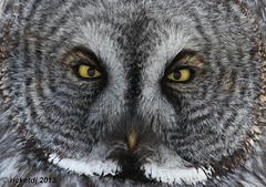 chouettes-hiboux - owls