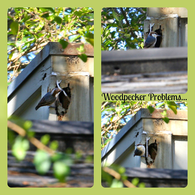 64.365 {Woodpecker Problems}