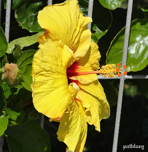 A yellow hibiscus