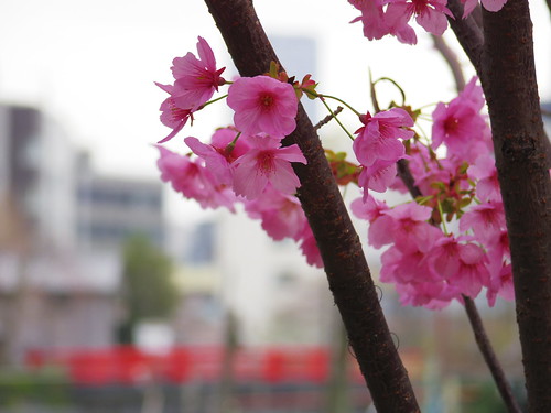 Sakura bloom in Tokyo 08