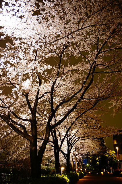 Sakura night street