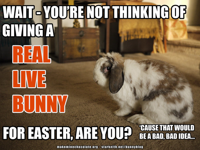 betsy - you're not thinking of giving a real bunny