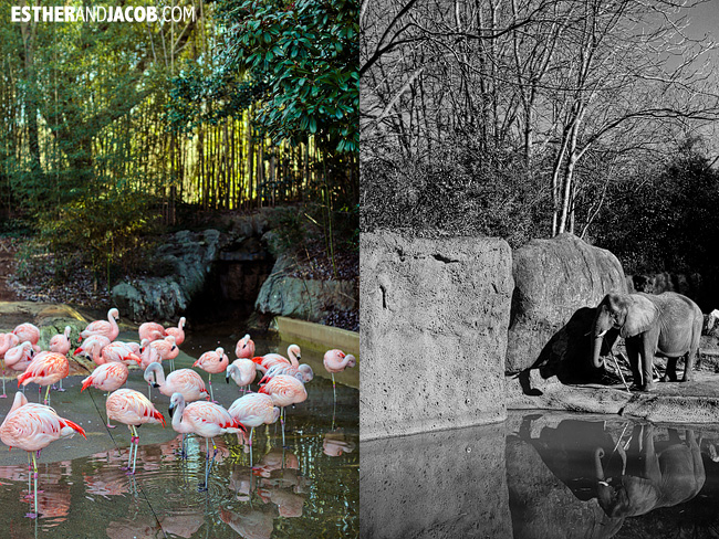 Flamingos and Elephants at Zoo Atlanta | Tourists at Home Atlanta Edition