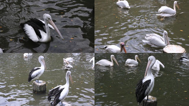 Jurong Bird Park - 29th Jan 20132