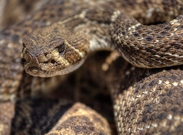 Western Diamondback Rattlesnake (Crotalus atrox) | Western D… | Flickr
