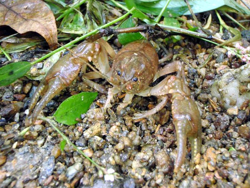 Image of a crayfish