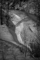 Curves and Trees_41734_.jpg by Mully410 * Images