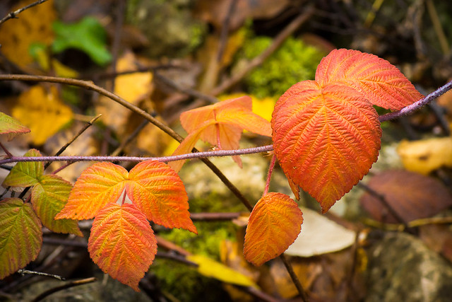 Leaves, Leaf, Orange, Autumn, Fall, Color, Bill Pevlor, Photo, Photography