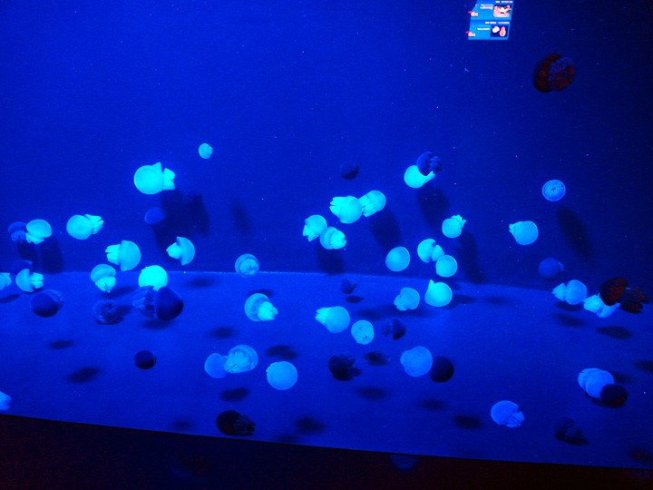 jellyfish S.E.A. Aquarium