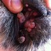 Oral papillomatosis in a dog (79/365)