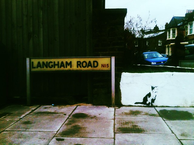 Stewy, Cat - Langham Rd