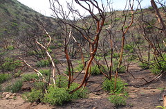 The Coastal Southern California Chaparral Ecosystem One Year After the Springs Wildfire