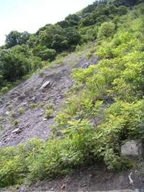 玉峰崩塌地處理之邊坡穩定植生情形；圖片來源：陳建男拍攝。