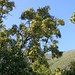 Quillay (Quillaja saponaria) - rama florida