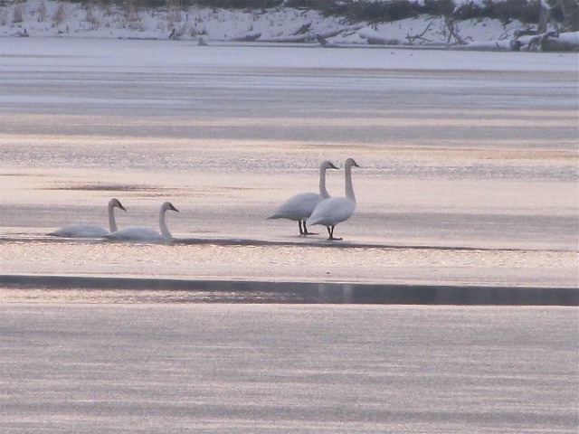 Trumpeter Swan at Evergreen Lake in Woodford County, IL 14