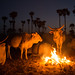 Cows by the fire: Senegal