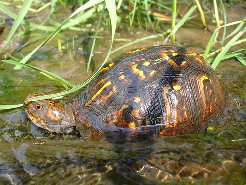 Image of a eastern box turtle